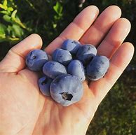 Image result for Bartlett Blueberry Winemaker's Reserve
