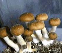 Image result for Wild Cubensis