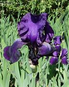 Image result for Iris Sign of Leo (Germanica-Group)