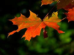 Image result for Maple Leaf Fall Colors