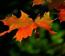 Image result for Autumn Tree Leaves