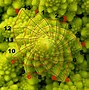 Image result for Golden Ratio in Nature Beautiful