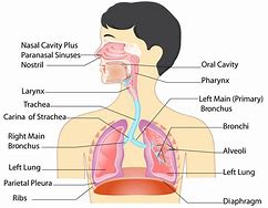 Image result for Respiratory System Components