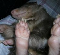 Image result for Skunk Foot