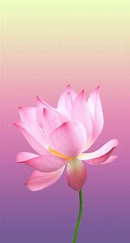 Image result for Lotus Phone Background