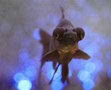 Image result for Fish with 8 Eyes