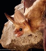 Image result for Bat Squeaking