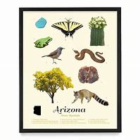 Image result for Arizona State Symbols