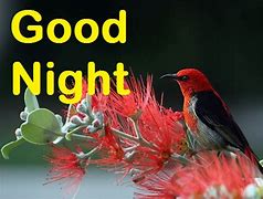 Image result for Good Night Birds