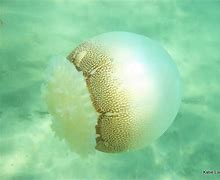 Image result for 10 Most Deadly Jellyfish