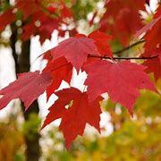 Image result for Canadian Red Maple Tree