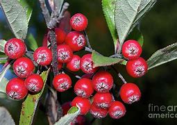 Image result for Autumn Berry
