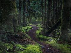 Image result for Forests in Europe