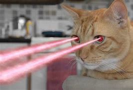 Image result for Laser Crazy Cat