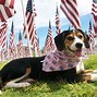 Image result for American Flag Animal