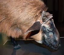 Image result for Vampire Bat Animal