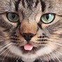 Image result for Itchy Cat with Toungue Out