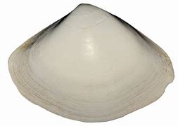Image result for Surf Clam