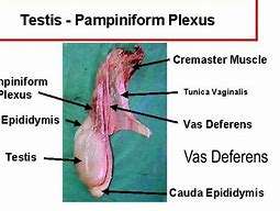 vas deferens 的图像结果