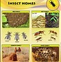 Image result for Interesting Insects for Kids