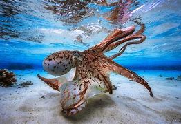 Image result for Octopus Underwater