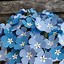 Image result for Forget Me Not Bouquet