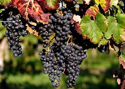 Image result for Grapevine Photos