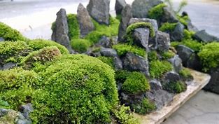 Image result for Bonsai Moss Garden
