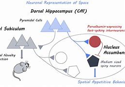 Image result for Spatial Memory