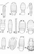 Image result for Isopods Antennae