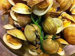 Image result for Clams vs Mussels