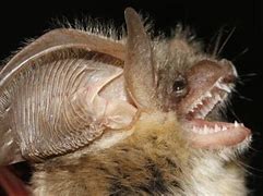 Image result for Bat Teeth