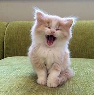 Image result for Yawn Kitty