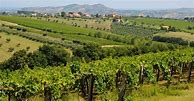 Image result for Tiberio Montepulciano Cerasuolo d'Abruzzo