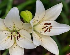 Image result for Lily Flowers Images