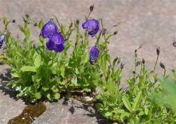 Image result for Campanula pulloides G.F. Wilson