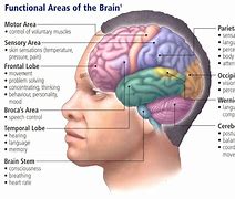 Image result for Brain Memory Area