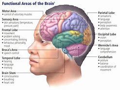Image result for In the Back of the Brain You Have Your Own