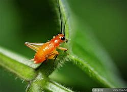 Image result for Cricket Insect Cute