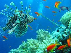 Image result for Underwater Fish Wallpaper