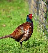 Image result for Exotic Pheasant Breeds