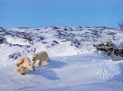 Image result for Mountain in Winter with Animals