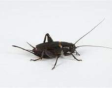 Image result for Crickets Chirping in My Ears