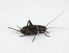 Image result for Cricket Chirp Slow-Motion