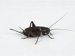 Image result for Crickets Chirping