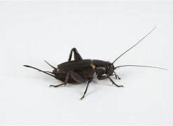 Image result for Cricket Insect Chirp