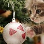 Image result for Christmas Cat Chill
