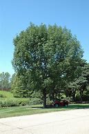 Image result for Urbanite Green Ash Tree