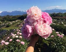 Image result for Field of Peonies