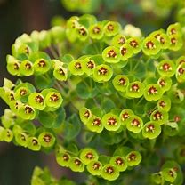 Euphorbia martinii (x) 的图像结果